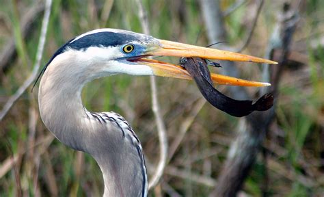 Everglades National Park Desktop Wallpapers