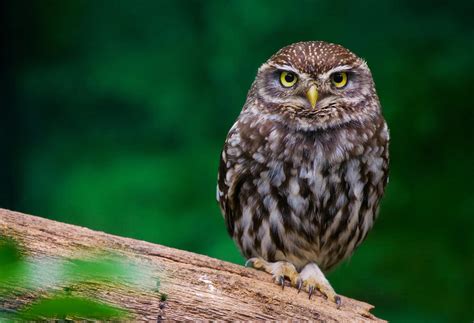 Little Owl Photograph By Dean Bertoncelj