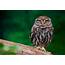 Little Owl Photograph By Dean Bertoncelj