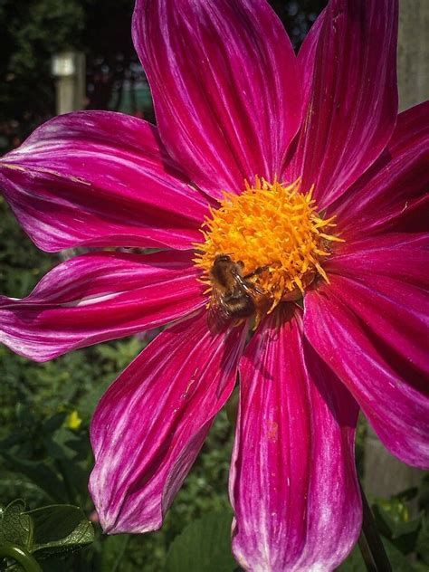 ‘close Up Of A Single Pink Dahlia Flower With A Bee Gathering Pollen