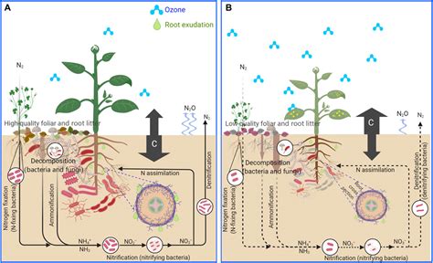 Ozone Affects Plant Insect And Soil Microbial Communities A Threat