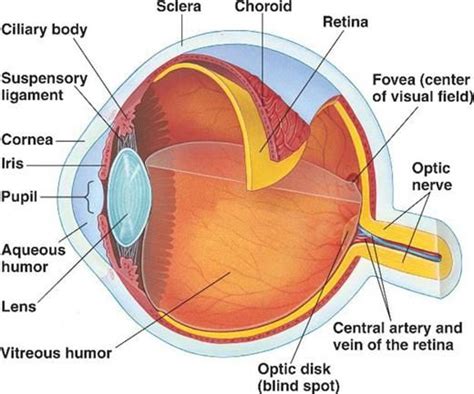 A Schematic View Of The Tissues Of The Eye Light Passes Through The