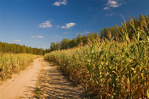 Road Through Corn Field Stock Image Image Of Fields Meadow 3084431