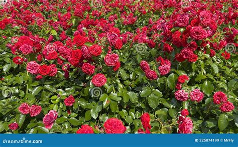 Red Roses Background Rose Flower Field Stock Image Image Of Nature