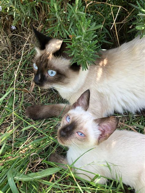 Siamese Cats Personality Characteristics Colours And Facts