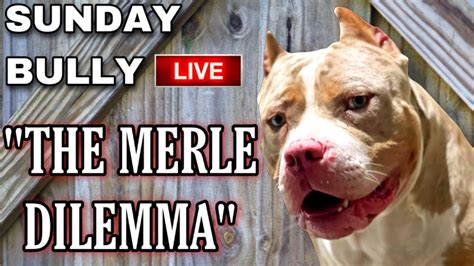 Merles Should They Be Allowed American Bully Xl Youtube