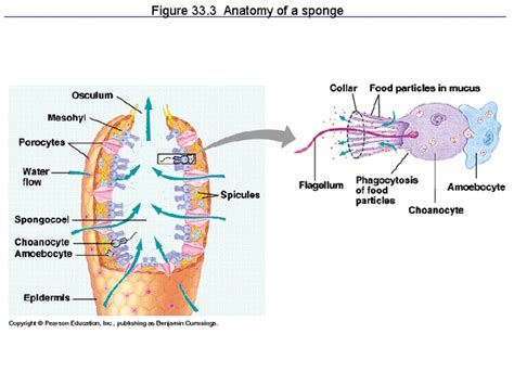Sponge Dissection