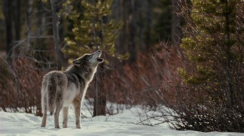 Wolf Gray Wolf Living With Wolves