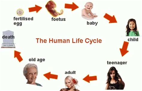 human life cycle vocabulary in english human life cycle life cycles cycle pictures