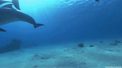  Ocean Life Images My   Animals Animal Underwater Ocean