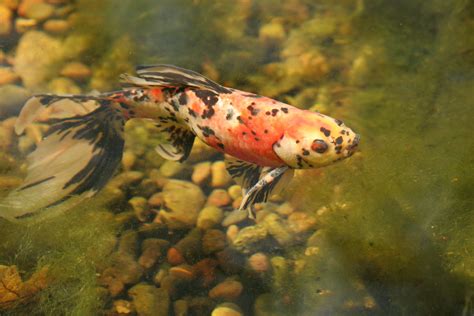 If your pond is too small, your koi fish will struggle to flourish. Baby Koi: Pond Parenting 101 | Koi and Pond Fish
