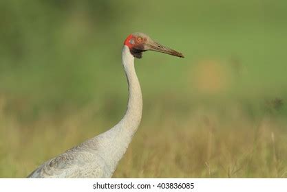 Brolga Grus Rubicunda Large Crane Native Stock Photo