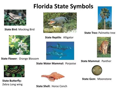 Ppt Florida State Symbols Powerpoint Presentation Free Download Id