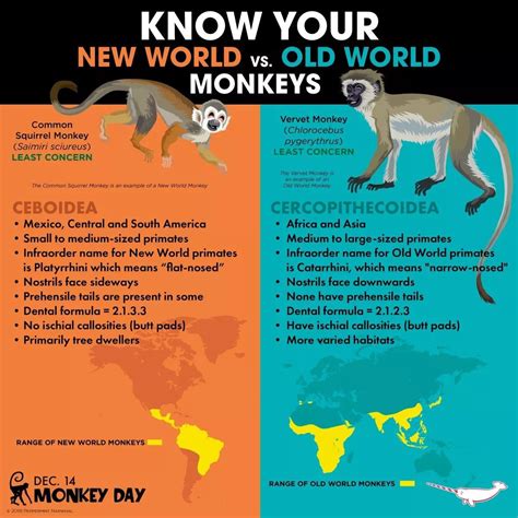 Since Today Is Monkey Day We Thought It Was Time For You To Know Your