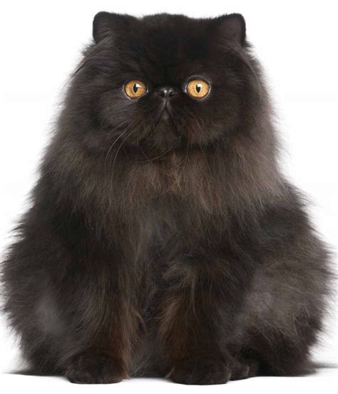 A Fluffy Black Cat With Yellow Eyes Sitting On A White Background Looking At The Camera