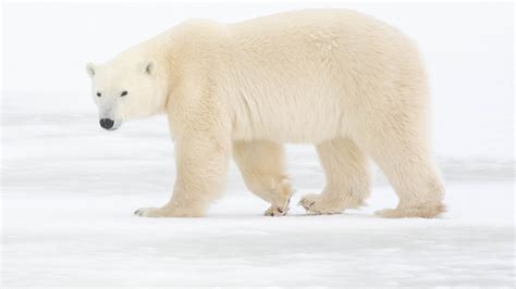 Polar Bear Is Standing On Snow Covered Space With White Background Hd
