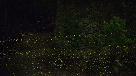 Long Exposure Photos Of Fireflies Lighting Up The Forest Night Twistedsifter