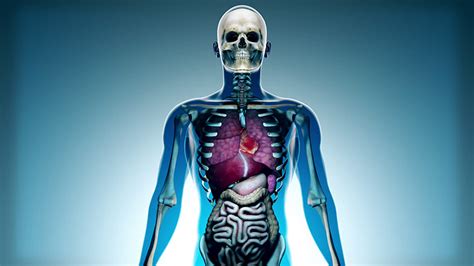 Ajaib Manusia Tetap Bisa Hidup Tanpa 7 Organ Tubuh Ini