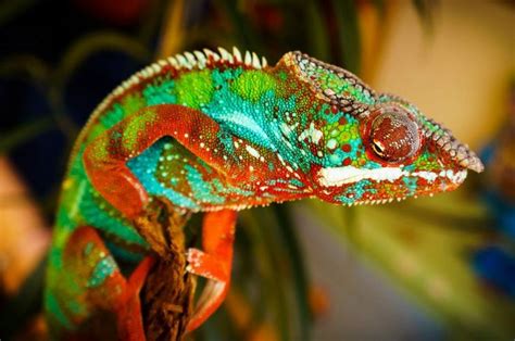 52 Best Images About Panther Chameleon On Pinterest Madagascar