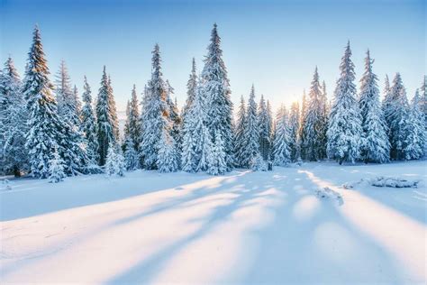Magical Snowy Sunset Winter Forest Landscape Photo Cool