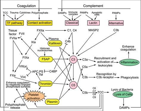 Crosstalks Between Coagulation Fibrinolysis And Complement Systems