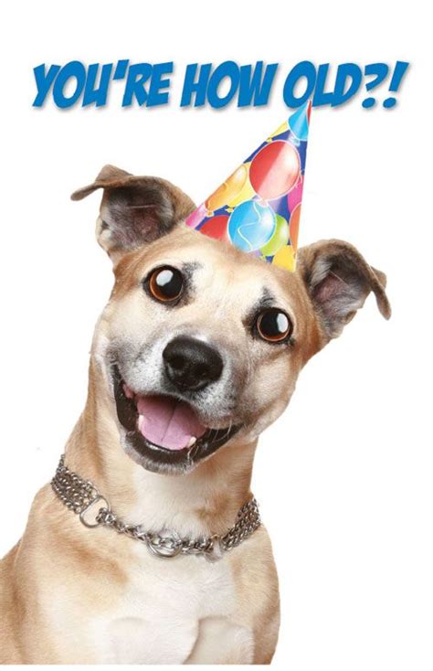 Happy Birthday Dog Happy Birthday Dog Happy Birthday Happy