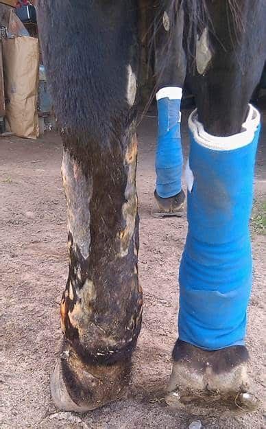 Cellulitis Treatment And Prevention In Horses The Horse