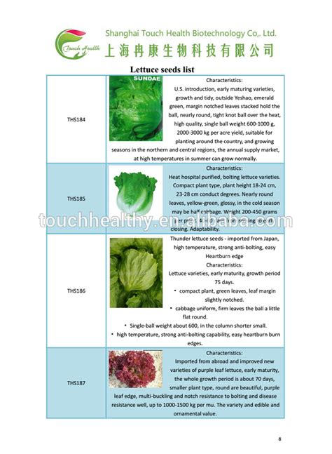 touchhealthy supply fresh iceberg lettuce seeds hybrid lettuce seeds lettuce seeds price 20gram