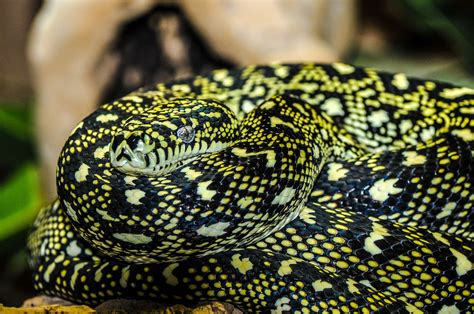 Animal Close Up Python Reptile Snake Wildlife 4k Wallpaper
