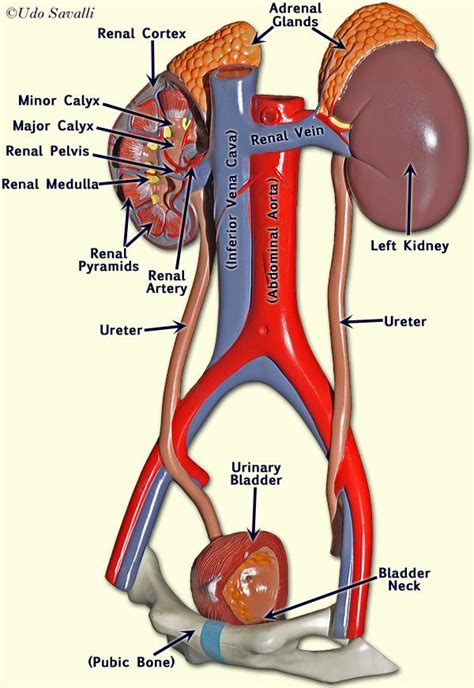Urinary System Aandp5stomach And Kidneys Pinterest