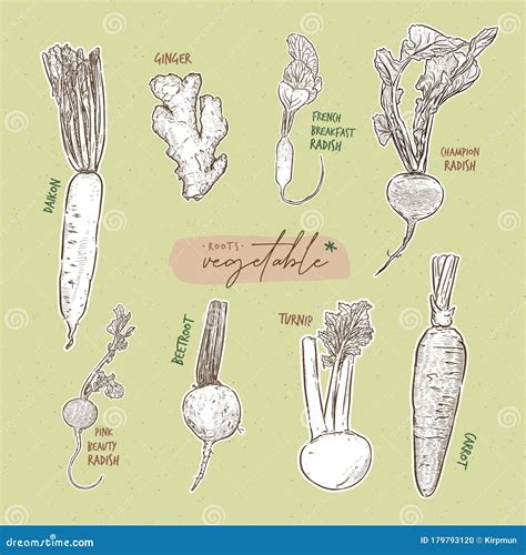 Root Vegetables Collection Hand Draw Sketch Vector Stock Vector