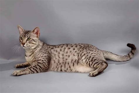 Egyptian Mau Information And Cat Breed Facts Pets Feed