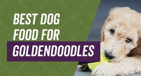 Best dog food for goldendoodle puppies? Best Dog Food for Goldendoodles: Guide w/ Top 7 Picks