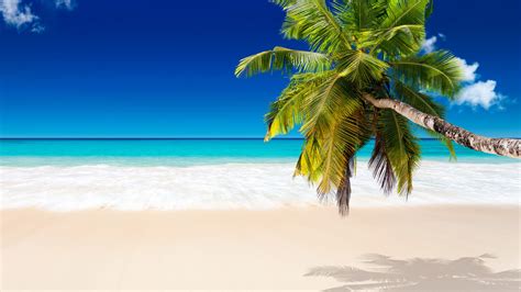 Palm Tree Beaches Wallpapers Images