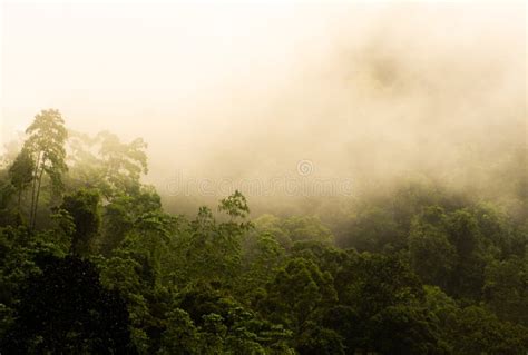 Kannelya Rainforest Landscape With Morning Fog Stock Image Image Of