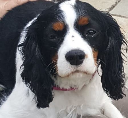 Bella Year Old Female Cavalier King Charles Spaniel Available For