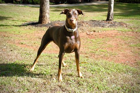 Food Recommendations For Dcm Dobermanpinscher