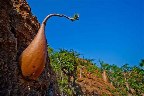 Bottle Tree In Dihamri Soqotra Island Unesco Yemen Flickr