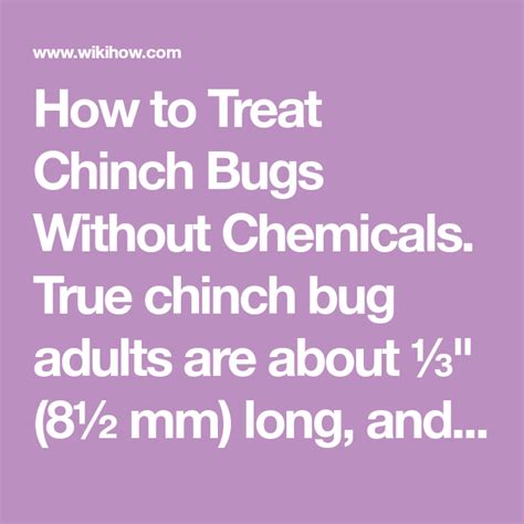 How To Treat Chinch Bugs Without Chemicals Chinch Treats Bugs