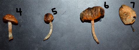 Dried Mushroom Id Request Psilocybe Mushroom Hunting And