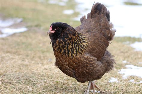 They're a bit nervous, but they are finally in with the big girls! Cold-Hardy Chicken Breeds That Can Thrive Anywhere - Off ...