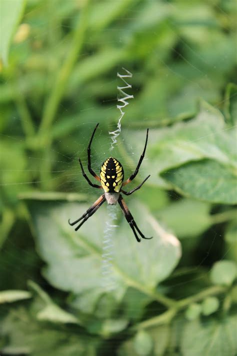 The garden spider is most common throughout the americas: Squash Blossom Farm: July 2012