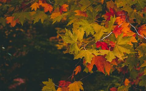 Download Wallpaper 2560x1600 Maple Autumn Branches