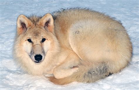 Arctic Wolf Facts And Adaptations Canis Lupus Arctos