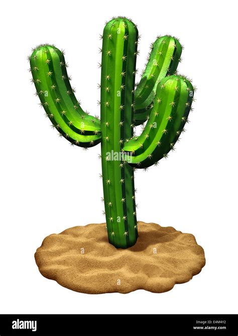 Cactus Plant In Desert