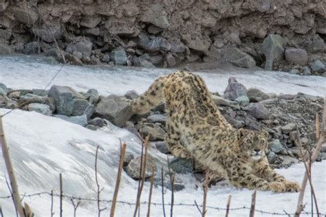 Snow Leopards In Their Natural Habitat Wildlife Photography India