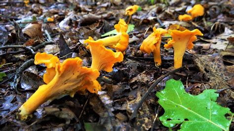 Chanterelle Mushrooms Texas All Mushroom Info