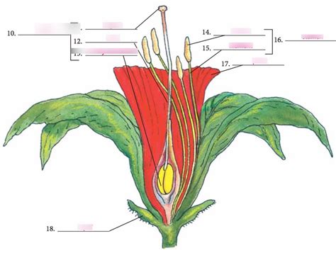 Bju Science 6 Chapter 12 Parts Of The Flower Diagram Quizlet