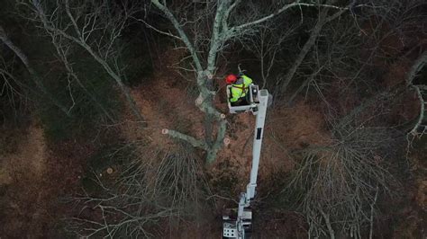 Bucket Truck Tree Removal Youtube