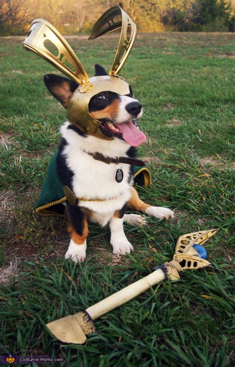 Loki Pet Costume Wellness Info For Pet Parents